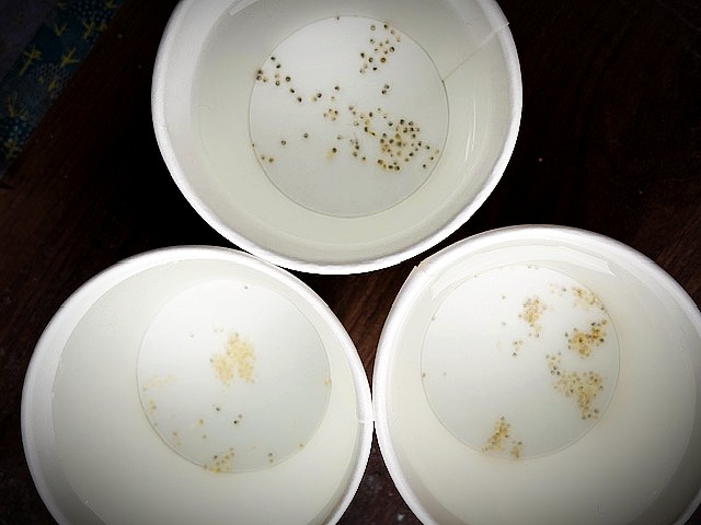 小さな命、続々と！メダカの産卵ピークに密着レポート②の画像